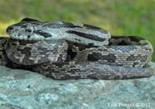 Gray Ratsnake (Pantherophis spiloides)