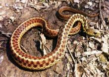 Common Gartersnake (Thamnophis sirtalis)