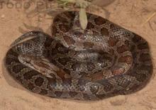 Yellow-bellied or Prairie Kingsnake (Lampropeltis calligaster)