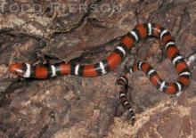 Scarlet Kingsnake (Lampropeltis elapsoides)