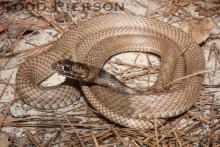 Eastern Coachwhip (Masticophis flagellum)