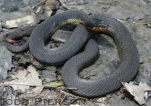 Plainbelly Watersnake (Nerodia erythrogaster)