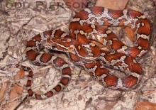 Red Cornsnake (Pantherophis guttatus)