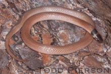 Southeastern Crowned Snake (Tantilla coronata)