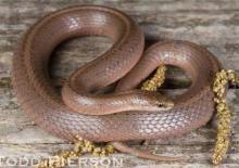 Smooth Earthsnake (Virginia valeriae)